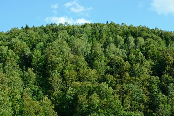 Optez pour la ganivelle pour les planchers et terrasses en bois écologique